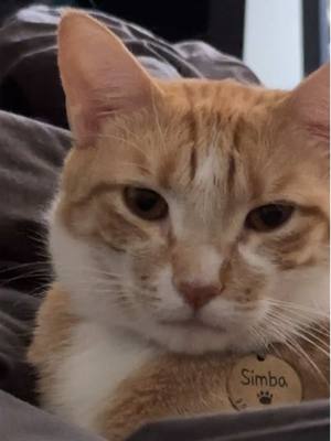 A post by @tworescuedcats on TikTok caption: 🤣🤣🤣 #orangecatsoftiktok #rescuecat #fyp #cat 