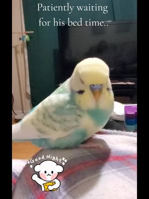 A post by @clementine_33 on TikTok caption: good bird #petlover #bird #photography #cutecat #dog #parrot 