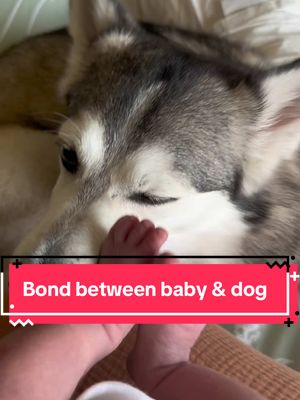 A post by @sapphie_the_pomsky on TikTok caption: Watch the bond between our dog & baby 💙 From baby’s arrival, to him crawling, standing, walking, laughing, talking & Sapphie supporting him through it all 🥹 #smartdog #dogs #dogandbaby #babies #cutereels #fyp 