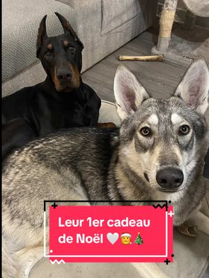 A post by @poow9187 on TikTok caption: OhohohhhHoooOh 🎄🎅 Pas d’idee de cadeau ? 🤔 Ne cherchez plus ! La Box de Noël de chez @qru !  Et nous vous offrons -20% sur votre 1ere commande avec QRUROY20 🎁 #chien #cadeaux #ideecadeau #noel #doberman #fyp #dog 