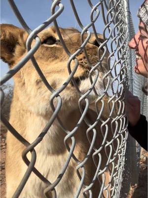 A post by @kaitlinthekeeper on TikTok caption: My career has really allowed me to open my heart to loving so many animals! The experienced Ive had are truly surreal! 