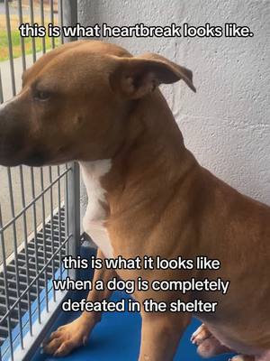 A post by @voicesforcarolinaanimals on TikTok caption: Jt is losing hope. He is losing hope every day someone walks past his run and they don't choose him. Nobody has chosen him. He is sad. He is scared. He is lost. The only family he has ever known never came for him. We need to find him safety before it's too late.  Jt #A0057187975 | Status: Available for #Adoption or #Rescue 💙 Male ✂️ Not yet neutered  🧬 terrier x 🎂 1-2 years old ❤️🐛 Negative  💉 vaccinated  🐶 dog friendly  Meet JT, a sweet and timid pup who's had a rough start in life. Despite being shy and scared, JT tries his best to be brave. He walks well on a leash with minimal pulling and is eager to please.JT's past is marked by scars, both physical and emotional. He has scars on his legs and seems hesitant around people, suggesting he's had limited socialization. When introduced to a toy, JT was confused, indicating he's never experienced playtime before. Despite all this, JT's willingness to try and his sweet demeanor make him a lovable companion. He needs patience, understanding, and guidance to help him overcome his fears and thrive. Can you provide JT with the love, care, and second chance he deserves? How YOU can help: • Like, comment, SHARE • Tag rescues, friends & family • Pledge $ to rescue • contact a rescue with your offer to foster • VOLUNTEER  • transport  📍Lancaster County Animal Shelter SC ❇️ $300 sponsorship for heartworm positive dogs for treatment (if adopted, this is sent directly to the treating veterinarian Adoption fee- $100 includes: spay/neuter, heartworm test, microchip, first vaccines, and wormer. To submit an application, please visit the link on our bio.  ☎️ This page is not directly offiliated with the shelter. For serious adoption inquiries or to follow up on an adoption application ONLY, please contact the shelter directly. 💟 This page is 100% volunteer run. Please be patient as we try our best to respond promptly. For questions or concerns please send a direct message as comments are easily lost.