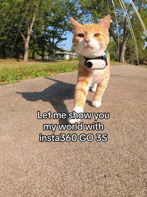 A post by @mr.kitters.the.cat on TikTok caption: The magical world of cats! 📣🐈@insta360_official Check out the link in my bio to get 10% off the GO 3S and get free accessories! #fyp #cat #meow #insta360 #insta360catcam #insta360petcam 