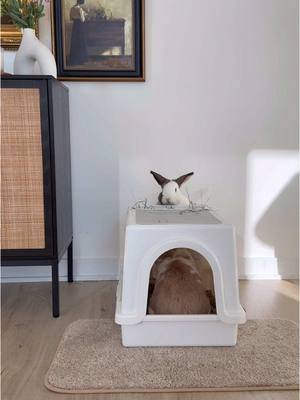 A post by @thebrekkiebuns on TikTok caption: We’re always on the lookout for products designed with bunnies in mind, and this litter box with a built-in hay feeder is a game-changer! 🐇 Thanks to @Lennon The Bunny for sending us the HOP litter box - Lemon and Oatmeal are loving it! 🤎