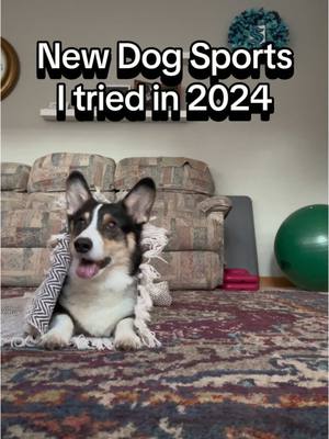 A post by @maslowthetrickcorgi on TikTok caption: NEW DOG SPORTS I TRIED IN 2024! Altered Conformation:  Courage got reserve BIS for UKC and BIS for IABCA  Disc league: Maslow had his first disc league that he participated in. Courage recieved his Certifed Roller Dog title and his World Certified Roller Dog title Dock Diving: Both Maslow and Cruella were able to practice for dock diving. We hope to compete in summer 2025 AKC FastCat: Maslow competed for the first time this year and hes 15pts away from his BCAT UKC Dash and Steeplechase: Maslow competed in both sports. He earned his DASH and HOP title Weight Pull: All dogs have been training (even the new xolo puppy). Cruella earned her UWP and 5pts towards her champion. Maslow completed 2/3 of his necessary pulls for his UWP. Maslow, Cruella and Courage have a competition the end of the month!  Vertical Wall Climb: We have been training for only 2 months and Cruella is already hitting above 8ft while Maslow is getting just above 4ft Have any questions on these sports? Comment or DM 😁 #maslowthetrickcorgi #dog #dogsoftiktok #sportdog #weightpull #fitdog #wallclimb #xoloitzcuintli #corgisoftiktok #poodlesoftiktok #DogTraining 