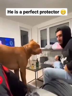 A post by @ on TikTok caption: Funny Animals 3 #animals #fyp #germany #fypp #Page #dogsoftiktok #Animal #funnyy #funnytiktok #capcut #virał #forupage #foyoupage #funnymemes #funnyanimals #own