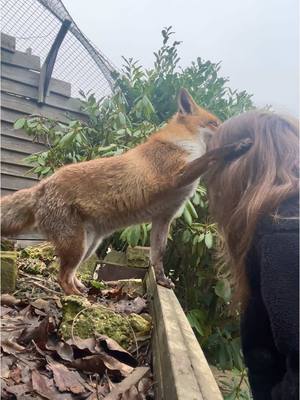 A post by @kikithefox_ on TikTok caption: I love you more than everything❤️ #kikithefox #kikifoxfamily #nopets