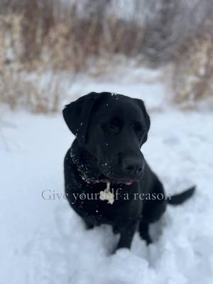 A post by @michaela.carson on TikTok caption: Forever my reason🤍 #fyp #trending #fypppppppppppppp #labrador #blacklab #dogsoftiktok 