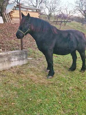 A post by @jm2308.1 on TikTok caption: 🐴❤️🇹🇩#fyp #cairomania 