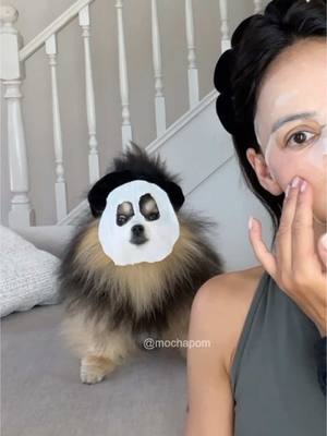 A post by @mochapom on TikTok caption: She wanted to join 🥰 #pomeranian #dog #masktrend #trend 