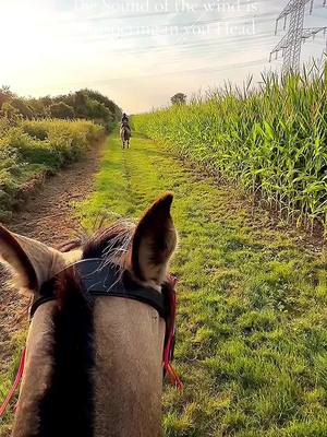 A post by @zoe_1509_x on TikTok caption: Freedom ⭐️ #horse #fy #equestrian #trend #fyp #freedom 