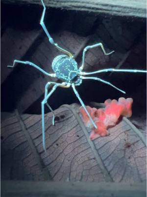 A post by @cowturtle on TikTok caption: Costa Rican Arachnids! 