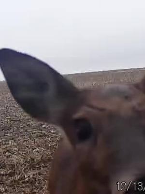 A post by @nemahavalleyoutdoors on TikTok caption: Deer doing deer things #huntingtiktok #whitetaildeer #hunttok #bowhunter 