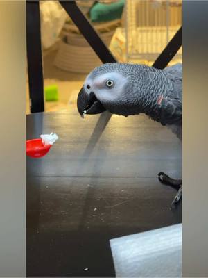 A post by @kaibird_the_african_gray on TikTok caption: Trying out a tiny taste of  whipped cream. Kai approved! 🐦👍🏼 #kai #africangrey #africangray #africangrayparrot #africangreyparrot #parrot #parrotsoftiktok #parrots #cute #birb #birdsoftiktok #xyzbca #bird #birds #cag #loro #lorosdetiktok 