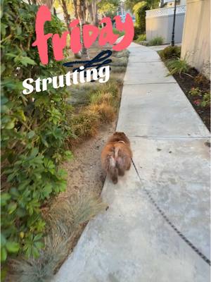 A post by @cocoapuff_pom on TikTok caption: Nothing like a strut through the hood to give you a friday vibe #oneeyeddog #pomeranian #pomstrut