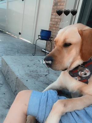 A post by @tired_lavender on TikTok caption: Just a girl and her boy dog #boydog #yellowlab #labrador #puppy #ilove #capcut #bigdog 