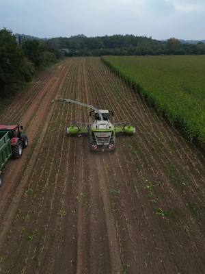 A post by @tom.ware on TikTok caption: 990 cruising 🌽😮‍💨 #claas#chopper#forager#maize#corn#case#johndeere#harvest#agtok#harvest24#baileytrailers#silage#50yearanniversary