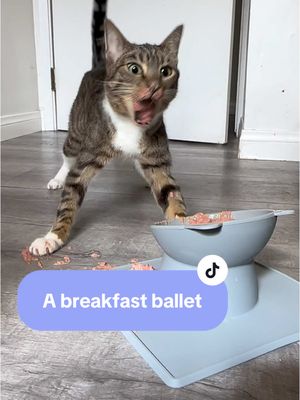 A post by @meganandtherescues on TikTok caption: Bumble’s Ballet is now taking production sponsorships please contact his management #catsoftiktok #kittensoftiktok #bumble #wobblycat #wobble #chcatsoftiktok #chcat #breakfast #ballet #elegance #wonky 