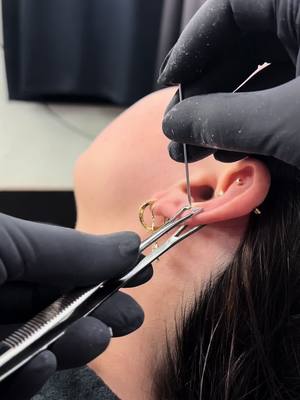 A post by @piercingsbycheli on TikTok caption: Piercing done today ✅ - - - #midhelix #midhelixpiercings #midhelixjewelry #helix #helixoiercing #helixlevel #helixpiercingjewelry #earlobe #piercing #piercings #piercingtok #piercingsoftiktok #piercingfreak #dallastx #piercinghack #PIERCINGS 