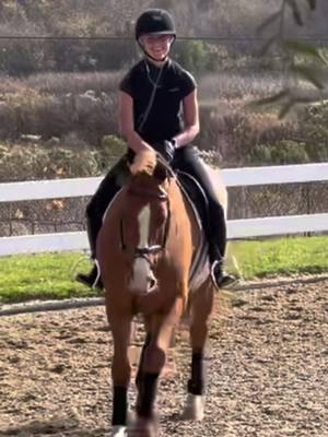 A post by @cant.see.distances on TikTok caption: SO excited to be back jumping the king today 👑🍀 #cantseedistances #horse #equestrain #horsegirl #california #cassius #showjumper #fyp 