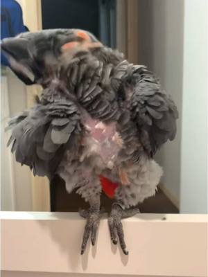 A post by @kaibird_the_african_gray on TikTok caption: Enjoy 40+seconds of me grooming myself 🪶🐦🩶❤️ #kai #parrot #parrotsoftiktok #africangrey #africangray #africangreyparrot #africangrayparrot #cute #cutebird #cutebirdsoftiktok #birb #loro #lorosdetiktok #xyz #xyzbca #fyp #fypシ #bird #birds #birdsoftiktok 