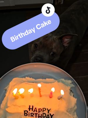 A post by @ashyxkay on TikTok caption: Happy 6th Birthday Fido 🥰 #pitbullsoftiktok #pitbullbirthdaygirl #fyp #puppycake 