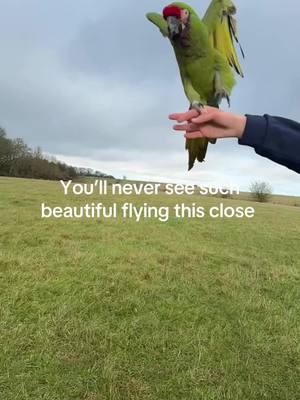 A post by @shelbythemacaw on TikTok caption: The insane running I had to do to get this beautiful footage #animallove #viral #fyp #parrot #birds #parrothusbandry #freeflight #shelbythemacaw 