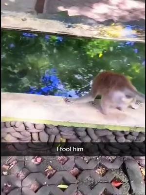 A post by @ on TikTok caption: Funny animals 5#fyp #fypp #animals #Animal #Page #funnytiktok #funnyy #capcut #forupage #virał #dogsoftiktok #germany #foyoupage #funnymemes #funnyanimals #monkey