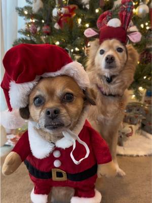 A post by @ on TikTok caption: Santa and her reindeer 🎅🏻🎅🏻 #christmas #christmasdog 