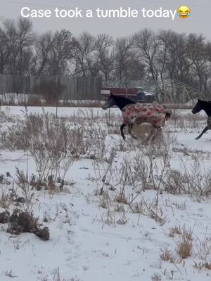 A post by @bigcountry6.0 on TikTok caption: #greenscreenvideo this pony is hilarious 😂 he was so embarrassed afterwards @Allyson Johannessen #ponyfails #horsefails #case #donut 