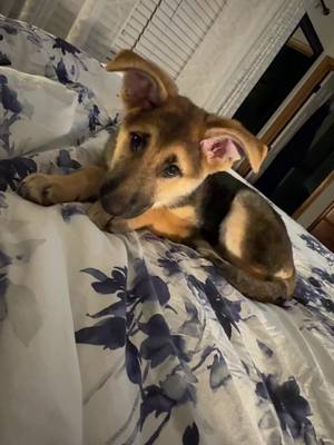 A post by @donutcop741 on TikTok caption: #puppy #fypシ #germanshepherd 