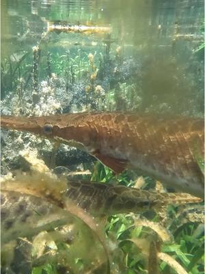 A post by @cowturtle on TikTok caption: GAR WEEK GAR WEEK GAR WEEK Day and species 1/7 first up we have the Florida Gar native to Florida! (And a little bit of Georgia)  Also check out @thegarlab @solomon.r.david and @okwildlifedept for more Gar content! 