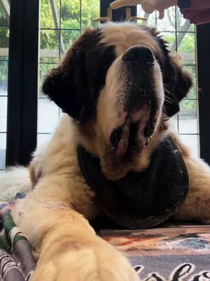 A post by @houndthesaint on TikTok caption: Have you ever seen a dog so big take so long to eat a puffed chicken foot! Ft the slobber foam  . . . . #dog #dogs #saint #saintbernard #pet #chicken #chickenfoot #dogfood #stbernard #giant #giantdog #eating 