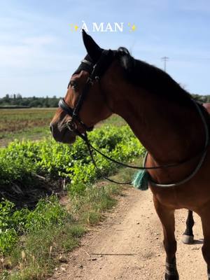 A post by @the_life_of_my_horses on TikTok caption: Vraiment la star qu’il pense être 🫶🏻 #man #horse 