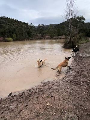 A post by @ricobtz on TikTok caption: Balade 🐺 #fyp #pourtoi #foryou #prt #husky #dogfriend #malinois #goldenretriever #bergeraustralien 