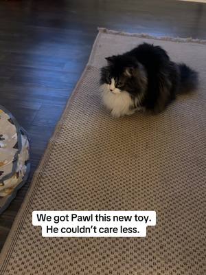 A post by @catnamedpawl on TikTok