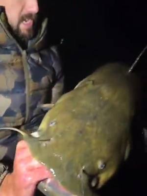 A post by @haverods_willtravel on TikTok caption: Livescoping December Flathead Catfish #fishtok #fishing #fishingtiktok #Catfish 