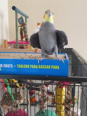 A post by @yumyumthetiel on TikTok caption: Never doubt YumYum’s ability to have a smooth recovery #throwback #cockatiel #bird #yumyumthetiel #parrotsoftiktok #cockatielsoftiktok 