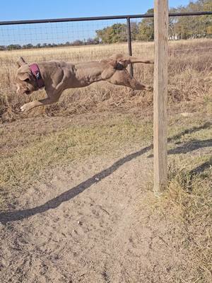 A post by @cannon_bulldogs on TikTok caption: My dog does parkour now 🤷🏾‍♂️ #cannonbulldogs #oldeenglishbulldogge #parkour #bulldog #dogs 