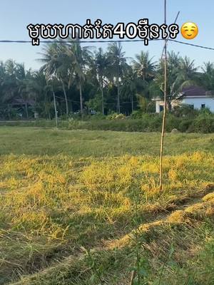 A post by @dalichhorn1 on TikTok caption: #ធីមdc70 