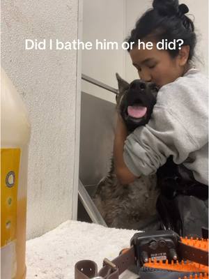 A post by @susmitaalimbu on TikTok caption: Bathing your dog by yourself isn’t for the weak, walked out DRENCHED 😭 #dogsoftiktok #germanshepherd #bathingdogs 