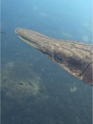 A post by @cowturtle on TikTok caption: GAR WEEK day 2  Today’s video is about the tropical gar Atractosteus tropicus I was lucky enough to see some near Lake Arenal in Costa Rica ealier this year.  Checkout @Solomon David and @GarLab for more Gar content!