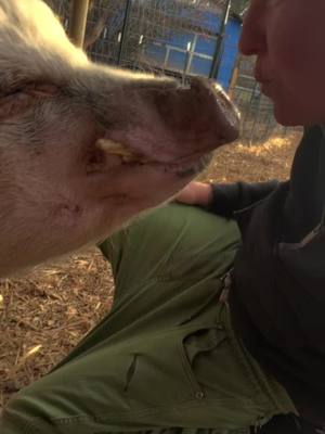 A post by @mogiemw on TikTok caption: My main Man, Oliver! #pigmom