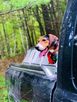 A post by @ericksons_walkerhounds on TikTok caption: The ride is worth it all! #whenthetailgatedropsthebullshitstops #onehellofalife #hounddogcountry #keepourheritagealive #thisiswhatilivefor #nootherway #theride #thesmile #thetears #laugh 