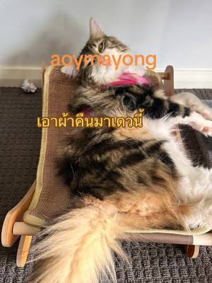 A post by @aoythipmayongnesmylove on TikTok caption: #แมวน้อยๆ   ไทเกอร์  #