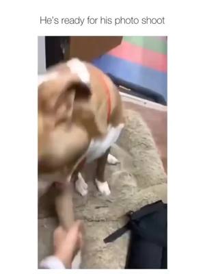 A post by @funnydogsonline on TikTok caption: Cute & Funny dogs  🐕 😄 #dog #dogs .