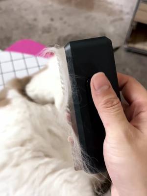 A post by @dimonpet2 on TikTok caption: #Loveyourboobs Children with hair loss at home need to pay attention. 🐱.🐱 #cat #pet #comb #catsoftiktok #followers😘thanku #cats #brush 