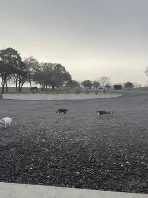 A post by @designercustomleather on TikTok caption: I think they know who feeds them… #catsoftiktok #crazycats #crazycatlady #countrylivin #rescuecats #rescue #texas 