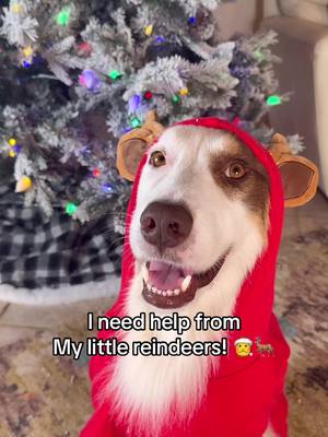 A post by @jasoncoffee on TikTok caption: better late than never 🎄🎅 #merrychristmas #christmas @the sometimes island #corgi #relatable #puppies 