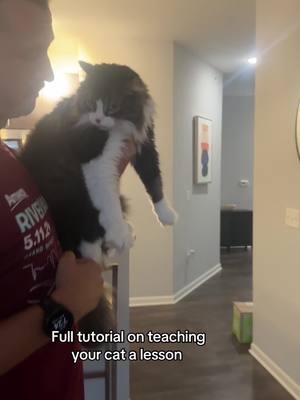 A post by @catnamedpawl on TikTok